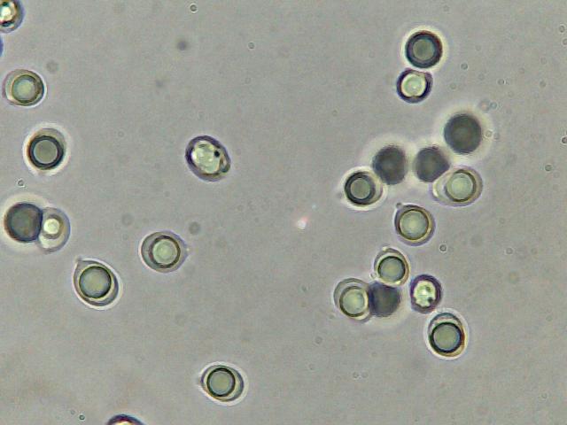 Perugia Quattro passi intorno a casa